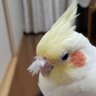 オカメうめせき's profile picture