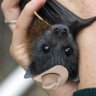 Profilbild von Wild West Baby Bat