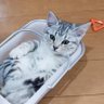 すちこ🐈🚼 的头像