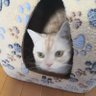 Фото профиля まろん(飼い猫)