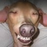 owner's profile picture