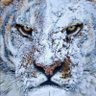 El Tannhäuser's profile picture