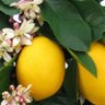 Limonkabuğu profil fotoğrafı