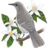 Фото профиля Shadow Bird