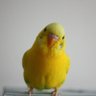 ナナ1201 profil fotoğrafı