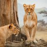 عالم الحيوان profil fotoğrafı
