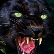 Antigansoganso's profile picture
