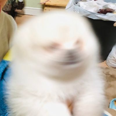ちくわ（白ポメラニアン）'s profile picture