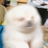 ちくわ(白ポメラニアン)'s profile picture