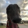 enormohead profil fotoğrafı
