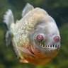 PufferFish 的头像