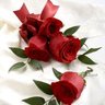 أقلام الزهر🌹🌹🌹 的头像