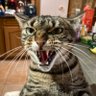 dou niwan profil fotoğrafı
