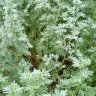 Profilbild von Redwormwood