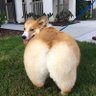 Фото профиля Corgi Butt