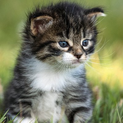 animalforestjp's profile picture