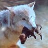 StandForWolves🐺 Ⓥ 的头像