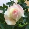 えむ's profile picture