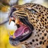 عبدالله's profile picture