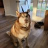 Todd M Heath profil fotoğrafı