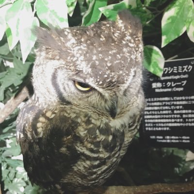 ポン酢's profile picture