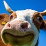 crashcow 的头像