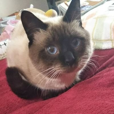 shirosuke180825's profile picture