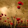 Фото профиля Wendy Towers