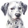 Dissident Dalmatian's profile picture