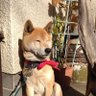 だめんちゅ 的头像