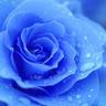 Blue Rose 的头像