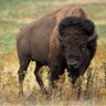 WarBuffaloe profil fotoğrafı