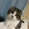 ãããã's profile picture