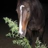 Papa Horse 的头像