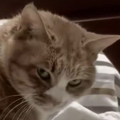 ocelotseal's profile picture