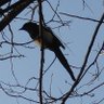 Magpie profil fotoğrafı