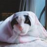 コヤンイ 的头像