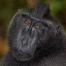 PlayboyGorilla's profile picture