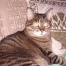 Gatúbela's profile picture