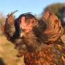 La Kollonka profil fotoğrafı