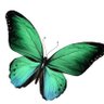 Anima Vagabonda🎀's profile picture