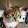 ゆみへい's profile picture