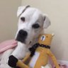Scar C Ani profil fotoğrafı