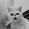 Profilbild von i