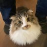Oz's profile picture