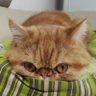 DeepCC's profile picture