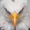 Greg Forest's profile picture