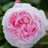 🇯🇵🇵🇼🇧🇩習近平国賓反対 profil fotoğrafı