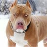 cachorro adimirador d belas mulheres profil fotoğrafı