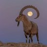 khalid salem's profile picture
